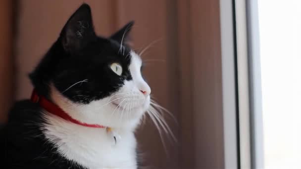 Słodkie Domowe Czarny Biały Kot Patrząc Przez Okno Mówiąc Miau — Wideo stockowe