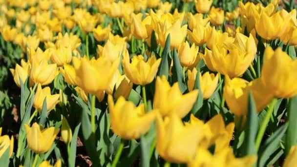 Bright Yellow Tulips Field Close — Stock Video