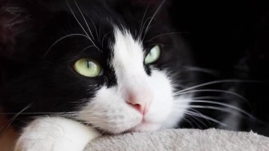 Sevimli sevimli yerli siyah beyaz kedi göz kırpan portresi