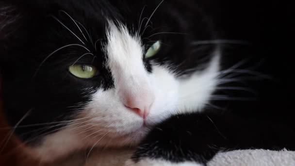 Söt Bedårande Inhemska Svarta Ans Vit Katt Blinkande Porträtt Nära — Stockvideo