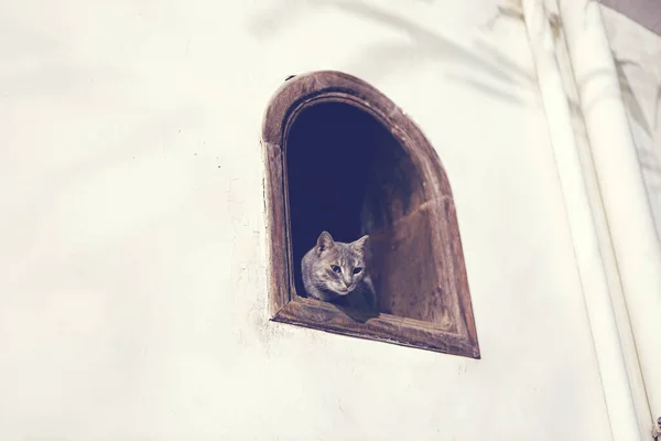 Коти Дахаба Крихітні Єгипетські Кішки Визирають Вікна Дахаб Єгипет — стокове фото