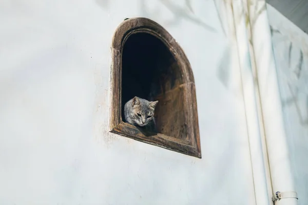 Dahab Katter Söta Egyptiska Katter Tittar Genom Fönstret Dahab Egypten — Stockfoto