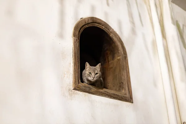 Коти Дахаба Крихітні Єгипетські Кішки Визирають Вікна Дахаб Єгипет — стокове фото