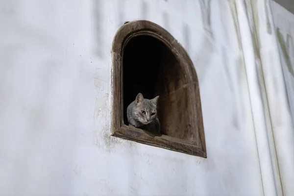 stock image Dahab cats. Cute Egyptian cats looks out the window, Dahab, Egypt