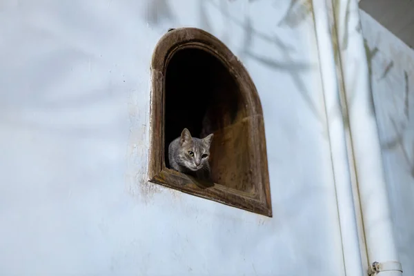 Dahab Katter Söta Egyptiska Katter Tittar Genom Fönstret Dahab Egypten — Stockfoto