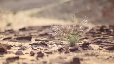 Çöl peyzajı iğnesi rüzgarlı makro Sina Sina Mısır 'ı çimenliyor