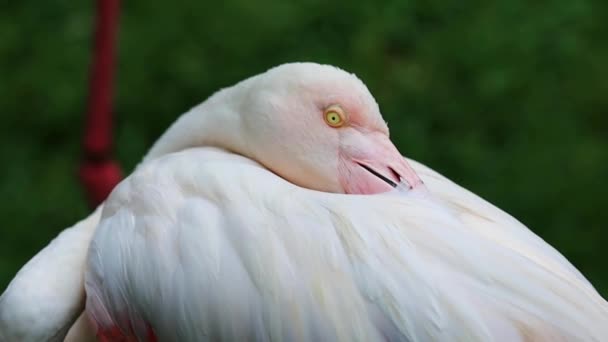 Różowa Głowa Flaminga Śpi Bliska Parku Malezja — Wideo stockowe