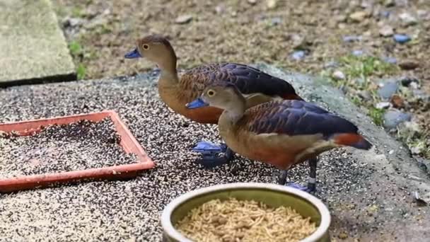 公園で穀物を食べる2匹の可愛いアヒル — ストック動画