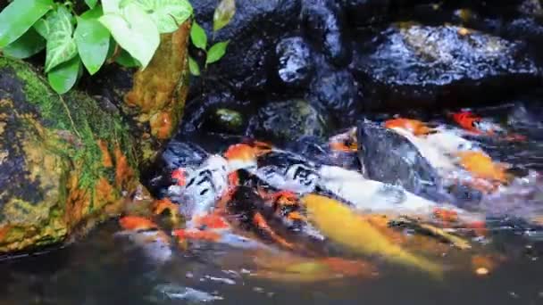 池塘里喂着五彩斑斓的小鱼 — 图库视频影像