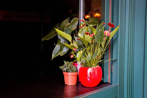 橱窗里有红花的花店 — 图库照片