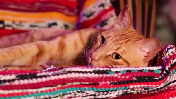 Niedliche Rote Katze Entspannt Sich Auf Dem Bunten Teppich Aus — Stockvideo