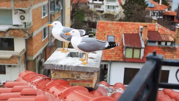 Mewa Dachu Odporna Wiatr Ptaki Morskie Bułgarii — Wideo stockowe