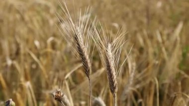 Rüzgarda sallanan buğday kulakları