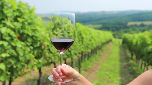 緑の明るいブドウ畑の背景を持つ赤ワインのガラス — ストック動画