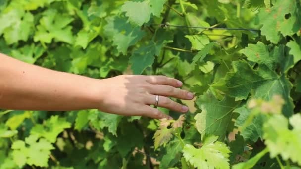 Mano Mujer Tocando Jóvenes Viñas Verdes Frescas Viñedo — Vídeo de stock