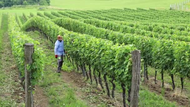 Farmář Pracující Vinařství Srbsku — Stock video