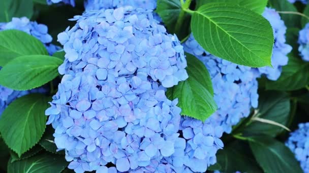 青いアジサイの花を閉じます 花市場でのアジサイの美しい茂み — ストック動画