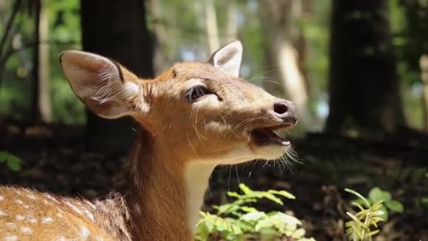 Bebek Benekli Geyik Güneşli Bir Günde Ormanda Dinleniyor — Stok video