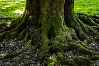 Batumi Georgia 'daki Shekvetili Dendroloji Parkı' ndaki eski büyük ağaçlar.