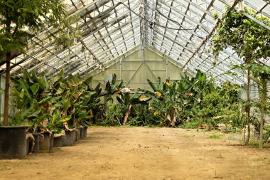 Muz bitkilerli yeşil ev