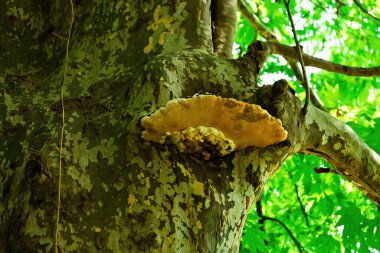 Ağaç gövdesinde ahşap mantar