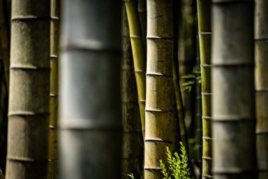 Yeşil güzel bambu arka plan