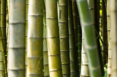 Yeşil güzel bambu arka plan