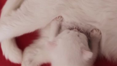 Beyaz annesinin yanında sevimli beyaz bir kedi yavrusu. Kedi yavrusunu emziriyor..