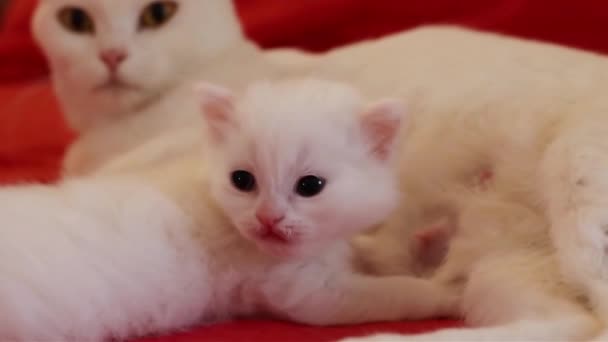 可爱的白色可爱的小猫靠近它的白色妈妈 猫喂它的小猫咪 — 图库视频影像