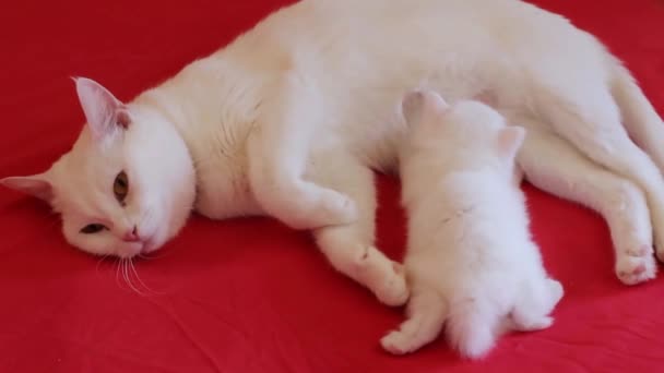 Симпатичный Белый Милый Котенок Рядом Своей Белой Мамой Кошка Кормит — стоковое видео