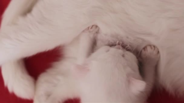 Niedliches Weißes Hübsches Kätzchen Der Nähe Seiner Weißen Mutter Katze — Stockvideo
