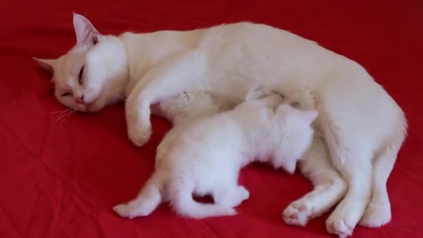 その白い母親の近くにかわいい白い素敵な子猫 小さな子猫を授乳する猫 — ストック動画