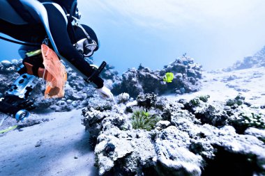Mısır 'da arka planda mercan keşfeden kadın dalgıç