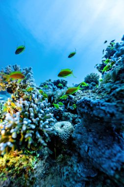 Kızıl Deniz 'in renkli deniz yaşamı. Parlak mercanlar, balıklar, sualtı fotoğrafçılığı. Sharm El Sheikh, Mısır