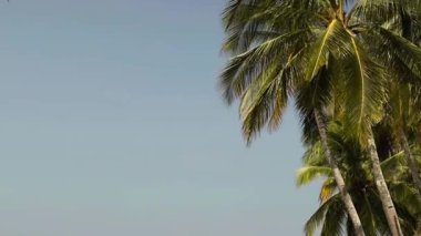 Rüzgarlı bir günde mavi gökyüzüne karşı palmiye ağaçları