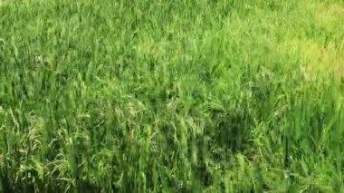 Pirinç tarlası, Güney Doğu Asya 'da rüzgarlı havada kapalı.