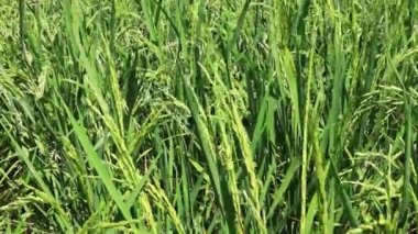 Pirinç tarlası, Güney Doğu Asya 'da rüzgarlı havada kapalı.