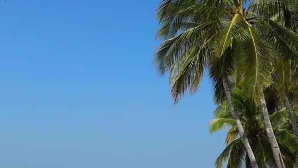 Palmbomen Tegen Blauwe Lucht Winderige Dag — Stockvideo