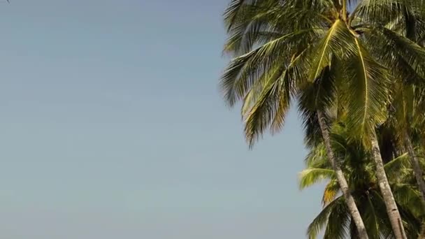 Rüzgarlı Bir Günde Mavi Gökyüzüne Karşı Palmiye Ağaçları — Stok video