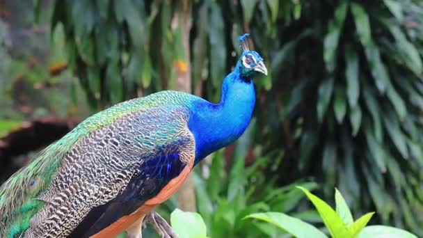 Peacock Närbild Tropiska Fåglar Park Sydostasien — Stockvideo