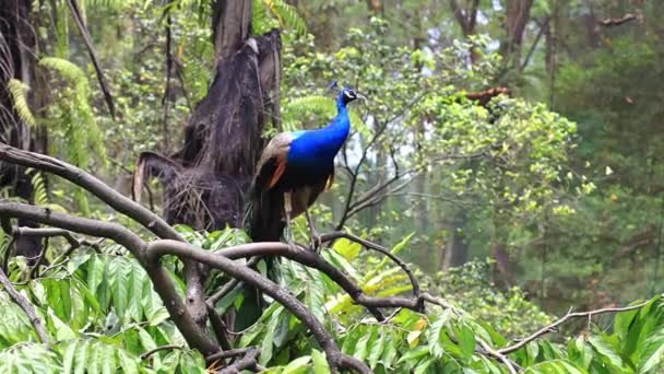 Peacock Close Het Tropische Vogelpark Zuidoost Azië — Stockvideo
