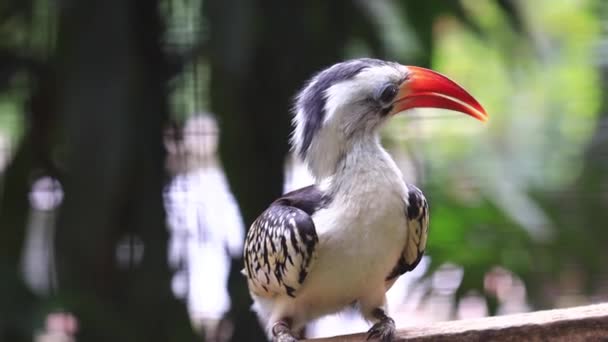 Hornbill Floresta Tropical Fechar — Vídeo de Stock