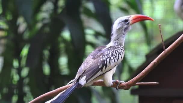 Hornbill Selva Tropical Cerca — Vídeos de Stock