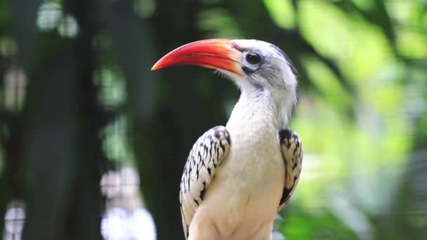 Hornbill Deštném Pralese Blízko — Stock video