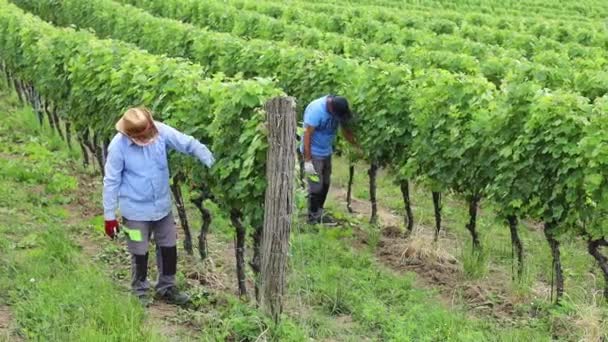 セルビアのブドウ畑のワイナリー農場で働く農民 — ストック動画