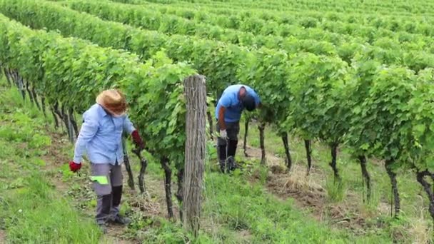 Boer Werkzaam Wijnboerderij Servische Wijngaard — Stockvideo
