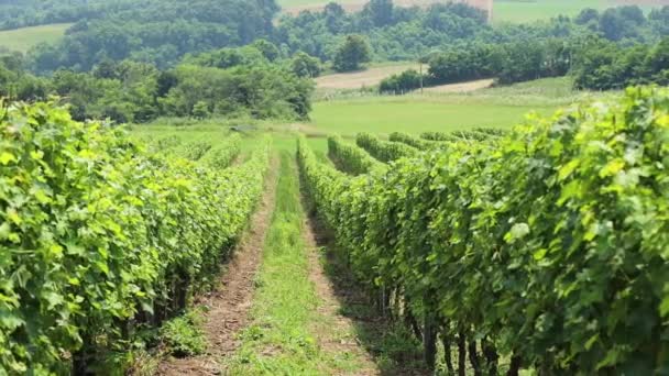 葡萄园的美丽景色 乡间一排排鲜绿的葡萄 — 图库视频影像
