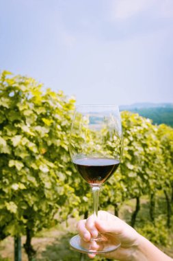 Bir kadeh kırmızı şarap ve yeşil, parlak bir üzüm bağı.