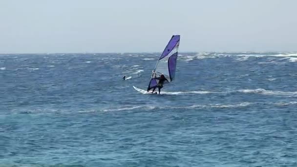 埃及西奈Dahab地区风帆冲浪者 — 图库视频影像