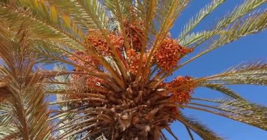 Mısır 'daki palmiye ağacında taze, olgun, sarı hurmalar.